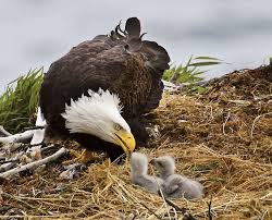 Necdet Goknil Adli Kullanicinin Hayvan Turleri Panosundaki Pin Eagles Hayvanlar Yirtici Kuslar