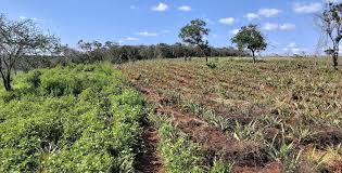 Image result for Endostemon tereticaulis