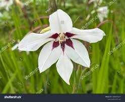 Image result for Gladiolus murielae