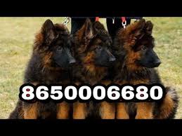 Find german shepherds for sale in little rock on oodle classifieds. Pet Care German Shepherd Puppies For Sale 8650006680 In Patna Arrah Buxar Hajipur Bihar Jharkhand Youtube