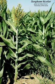 Image result for Sorghum bicolor