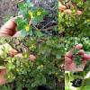 It is commonly called garden purselane, common purslane, or indian purslane. 1