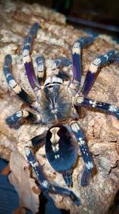 Image result for Centema subfusca