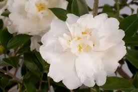 Best Camellia Terrell Weaver In NZ