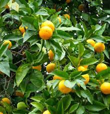 This is a list of citrus fruits: How To Give Your Citrus Trees The Care They Need Marin Independent Journal