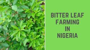 In nigeria, the plant is locally called bitter leaf due to its bitter taste. Bitter Leaf Farming In Nigeria How To Start Make Money Theinfoworth
