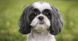 But did you know that the purebred shih tzu has a regal background? Your Guide To The Shih Tzu Cross Chihuahua