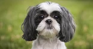 We did not find results for: Your Guide To The Shih Tzu Cross Chihuahua