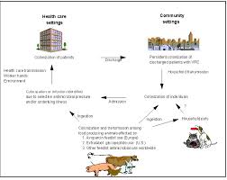 Image result for Vancomycin Resistant Enterococcus
