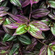 Image result for Tradescantia zebrina