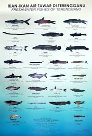 Habitat ikan cupang asli ada di wilayah asia tenggara seperti thailand, indonesia, vietnam, brunei, kamboja dan malaysia. Ikan Ikan Air Tawar Di Pejabat Perikanan Daerah Dungun Facebook