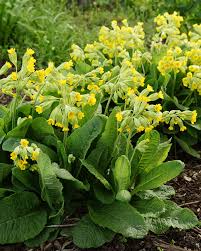 Image result for Primula