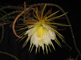 Image result for Hedythyrsus thamnoideus