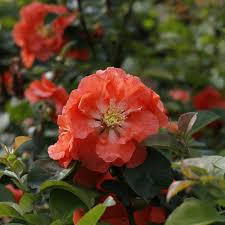 Also makes an good crop for cut flower growers. Double Take Peach Quince Chaenomeles Speciosa Proven Winners