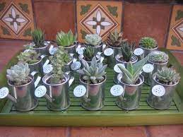 It can protect itself up to. Reserved For Lisa 150 Watering Can Favors With Succulents Etsy Succulents Small Watering Can Closing Gifts