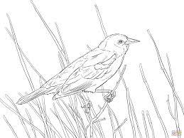 There are 74 burgess animal book for sale on etsy. Red Winged Blackbird Perched On A Branch Super Coloring Red Wing Blackbird Black Bird Coloring Pages