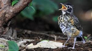 Image result for images why do birds go on singing end of the world