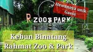 We did not find results for: Kebun Binatang Rahmat Zoo And Park Di Desa Bengabing Pegajahan Serdang Bedagai Youtube