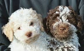 We are a family working hard to revive the rare ancient breed. Lagotto Romagnolo Puppies Puppy Dog Gallery