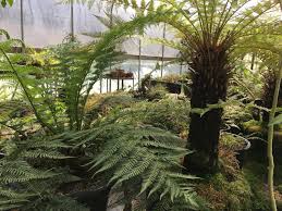 Image result for Dryopteris antarctica