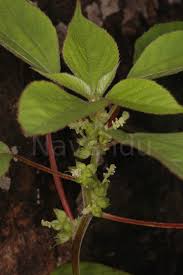 Image result for Acalypha ciliata