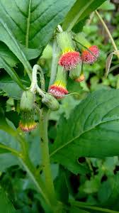 Image result for Crassocephalum radiatum