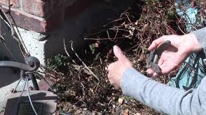 It is the leafy growth from the buds that indicates a vine is alive. How To Prune Clematis Vines Youtube