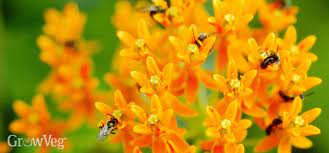 There are many garden strains and species. Best Perennial Flowers For Bees Beetles And Butterflies