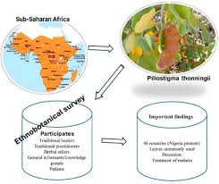 Image result for Piliostigma thonningii