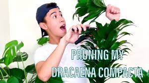 Maybe you would like to learn more about one of these? 4 Step How To Prune And Propagate A Dracaena Compacta Plant Janet Craig Plant Youtube