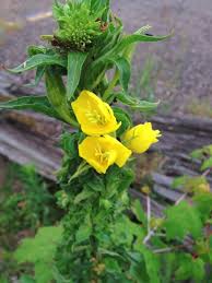 Maybe you would like to learn more about one of these? Edible Wildflowers Grow It Eat It Garden Therapy