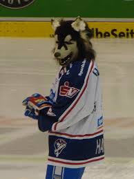 Kassel huskies ice hockey offers livescore, results, standings and match details. Datei Kassel Huskies Mascot Jpg Wikipedia