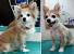 Long Hair Chihuahua Lion Cut