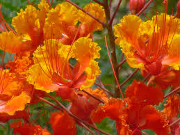 Mexican Bird Of Paradise Plant Varieties Posts About Mexican Bird Of Paradise On Tj S Garden Flowers Perennials Plants Drought Tolerant Plants