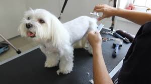 They can wear schnauzer, westie, or korean haircuts, and will need frequent grooming. Female Hands Washing Cute Dog Stock Footage Video 100 Royalty Free 29733229 Shutterstock