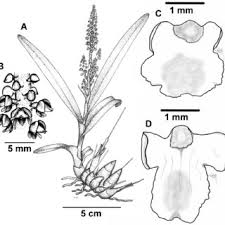 Image result for Polystachya greatrexii