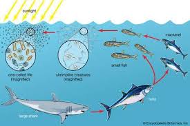 Ecosystem Definition Components Examples Structure Facts Ocean Food Web Ocean Food Ocean Ecosystem