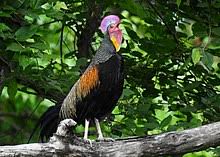 Ayam Hutan Hijau Wikipedia Bahasa Indonesia Ensiklopedia Bebas