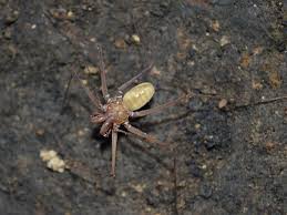 Image result for Arachniodes webbiana
