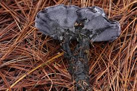 Image result for Phellodon niger