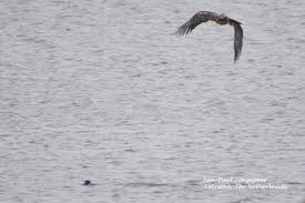 Maak dan een andere datumkeuze of bekijk een ander terrein. Jan Paul 4u On Twitter Otter Die Gepredeerd Wordt Door De Zeearend Zeearend Hield Het Na 5 Pogingen Voor Gezien En De Otter Vervolgde Zijn Weg Topdag Lbflevoland Oostvaardersplassen Https T Co Bgwvobum9d