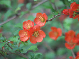 Image result for Chaenomeles japonica