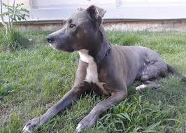 Adopt a dog or adopt a cat and you'll have a friend for life. Animal Shelters That Take In The Most Dogs And Cats In Every State Stacker