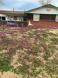 Final exam weeds of oklahoma. I Know It S A Weed But The Purple Lamium Is Always The First Sign Of Spring Here In Oklahoma It Gets Me Excited For My Garden Every Year Mil S House Gardening