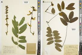 Image result for Millettia dura