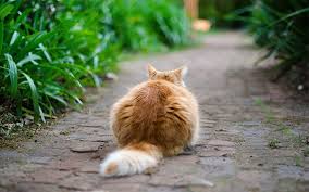 Maybe you would like to learn more about one of these? What S The Best Way To Keep Cats Off My Garden Borders David Domoney