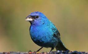 Maybe you would like to learn more about one of these? Kentucky Birds