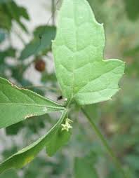 Image result for Ctenolepis