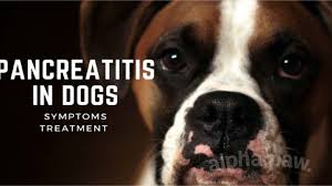 Buffalo, venison and rabbit are also low in fat. Pancreatitis In Dogs Symptoms Treatment