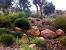 Front Yard Australian Native Garden Designs